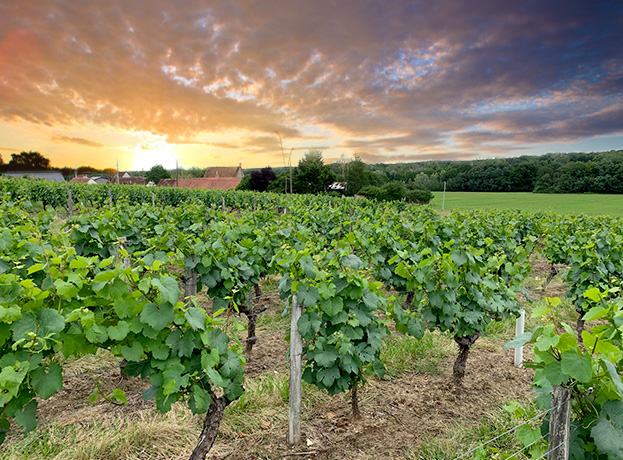 Domaine viticole - vignoble à Cour-cheverny (41), Loir-et-Cher